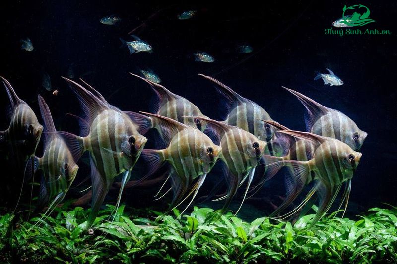 11 Loại cá cảnh đẹp dễ nuôi giá rẻ nhất Việt Nam – Thuỷ Sinh Anh