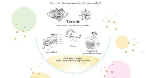 Terroir trong rượu vang