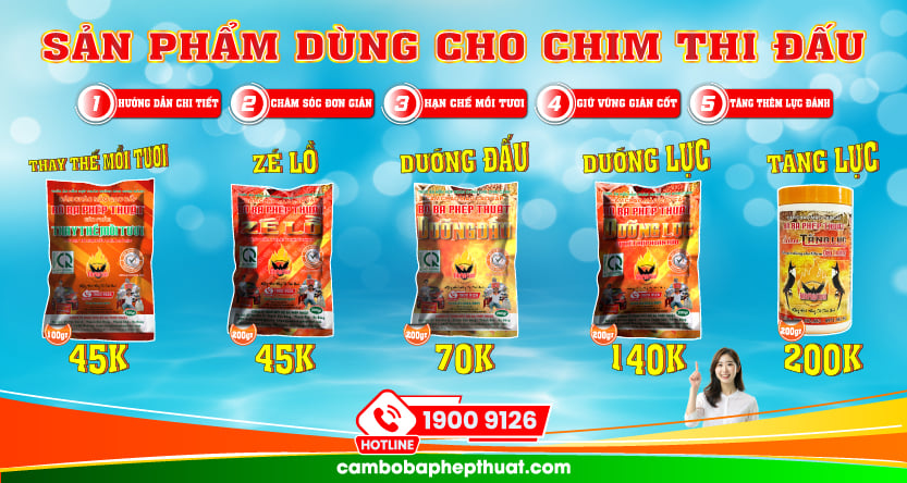 Cám Chim Đấu Trường