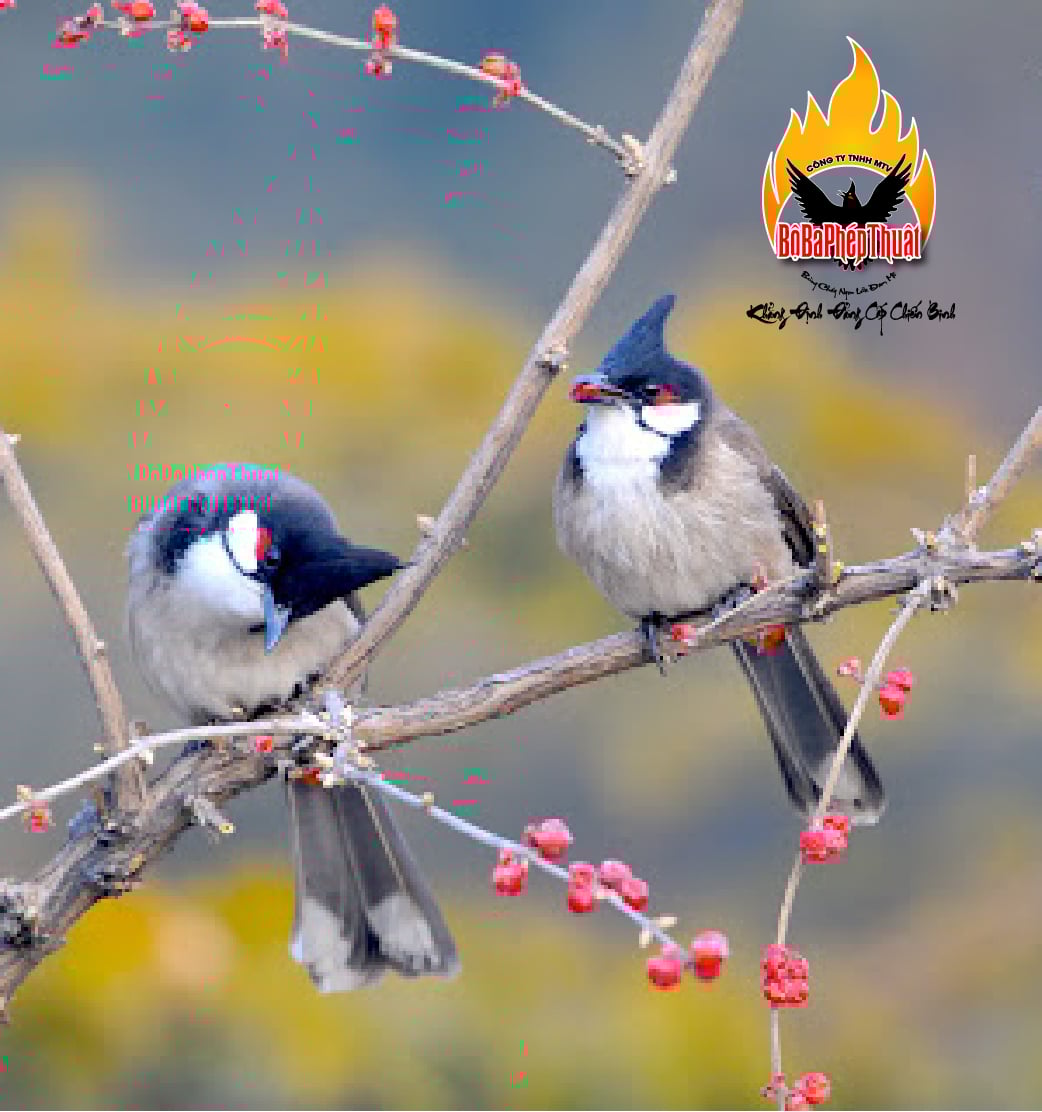 Chăm lông cho chào mào