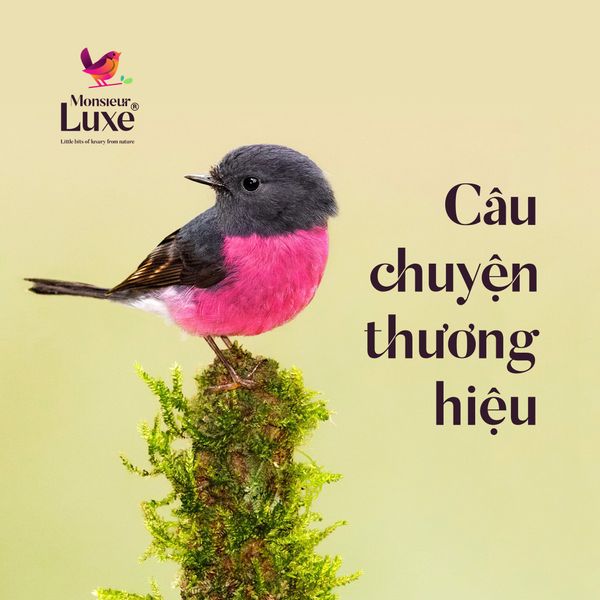 CÂU CHUYỆN THƯƠNG HIỆU MONSIEUR LUXE