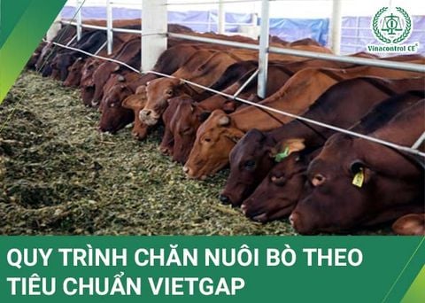 Quy trình VietGAP chăn nuôi bò thịt | 14 yêu cầu quan trọng