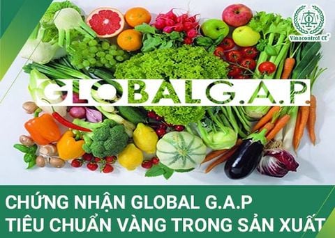 Chứng nhận Global GAP | Tiêu chuẩn vàng trong sản xuất nông nghiệp bền vững