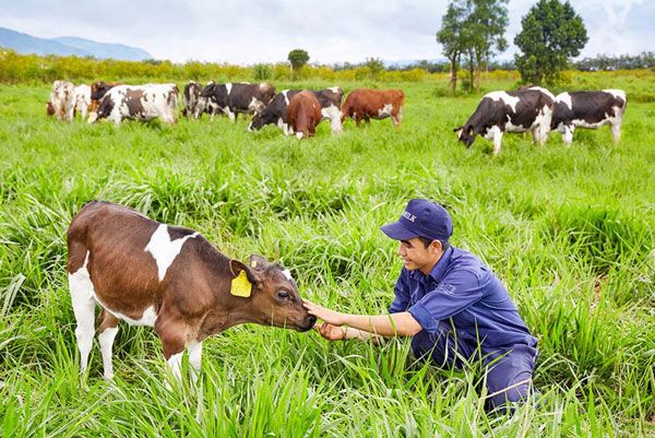 Chứng nhận VietGap chăn nuôi là phương án tối ưu cho mọi doanh nghiệp thành công