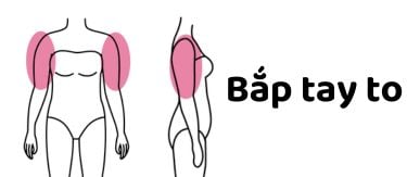 bắp tay to