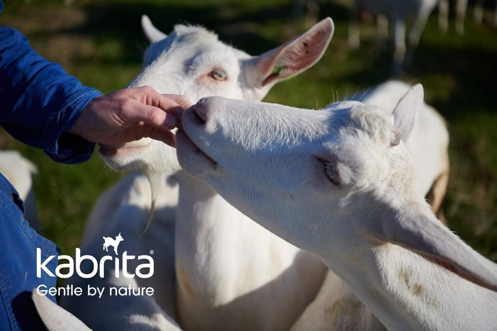 Từ trang trại đến nhà máy - Kabrita đảm bảo chất lượng sữa dê