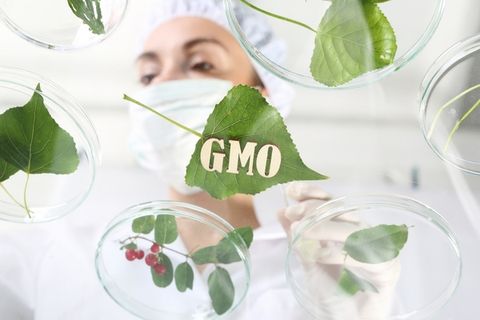 GMO là gì? Ảnh hưởng của công nghệ biến đổi gen trong sữa đến sức khỏe