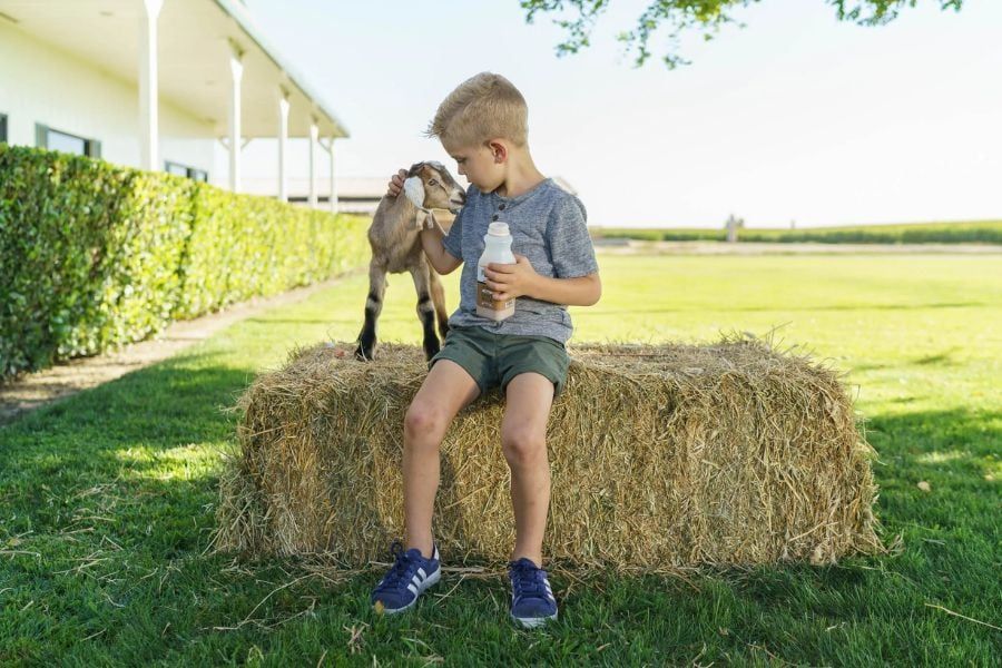 Sữa dê có hôi không? Nguyên nhân & gợi ý loại sữa dê dễ uống nhất