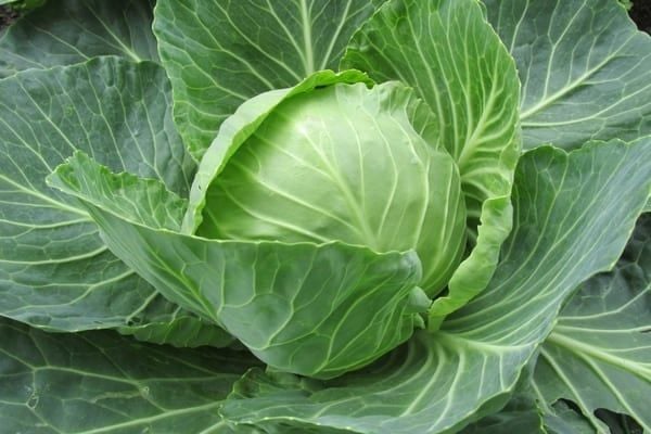 Chườm nóng bằng lá bắp cải