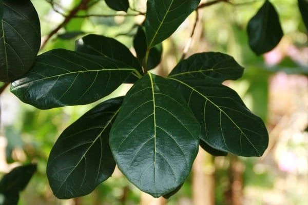 Gọi sữa về bằng lá mít