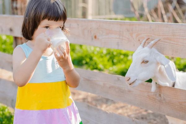 Sữa dê hôi có ảnh hưởng đến chất lượng dinh dưỡng không