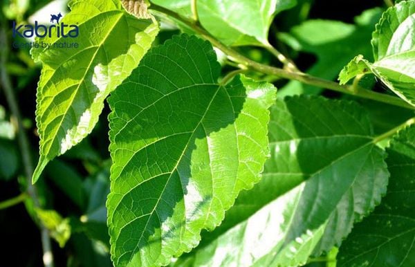 lá dâu tằm gây mất sữa