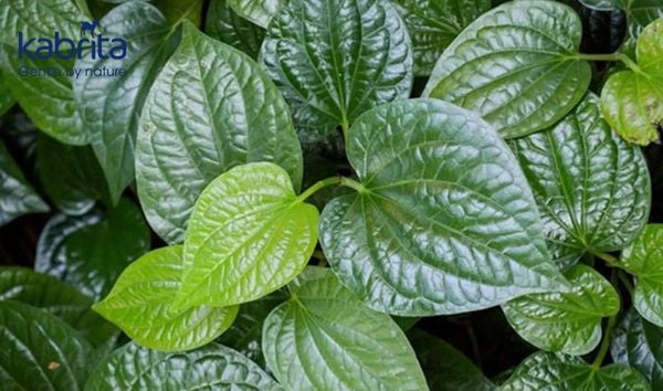 lá lốt gây mất sữa