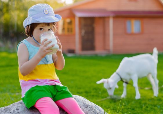 Tại sao sữa dê được coi là sữa mát