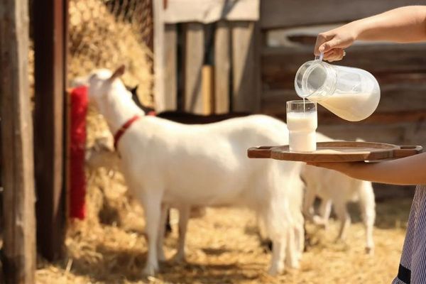 sữa dê có hôi không