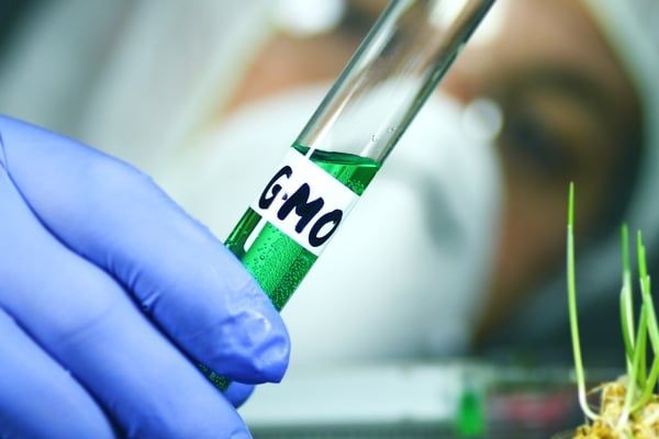 lợi ích và rủi ro của GMO trong sữa