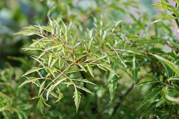 Uống nước lá đinh lăng