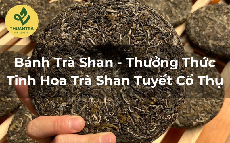 Bánh Trà Shan - Thưởng Thức Tinh Hoa Trà Shan Tuyết Cổ Thụ