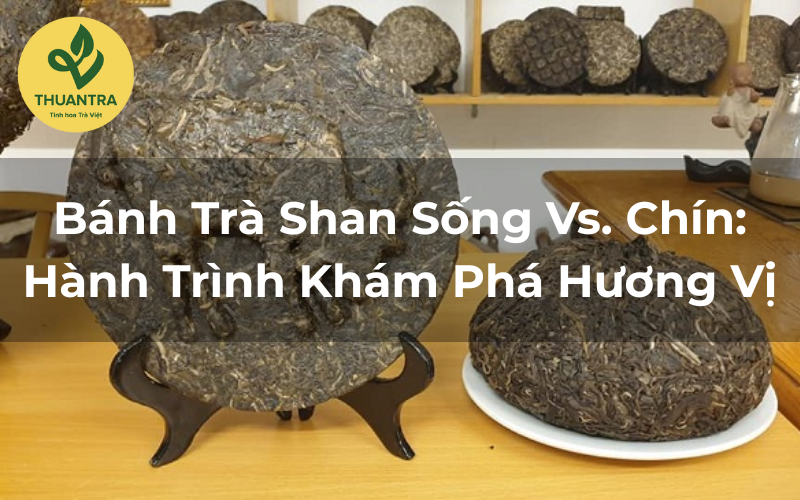 Bánh Trà Shan Sống Vs. Chín: Hành Trình Khám Phá Hương Vị