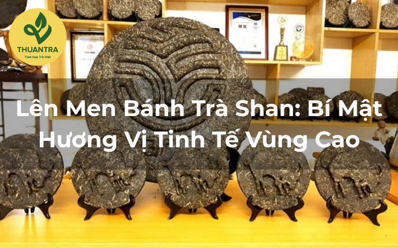 Lên Men Bánh Trà Shan: Bí Mật Hương Vị Tinh Tế Vùng Cao