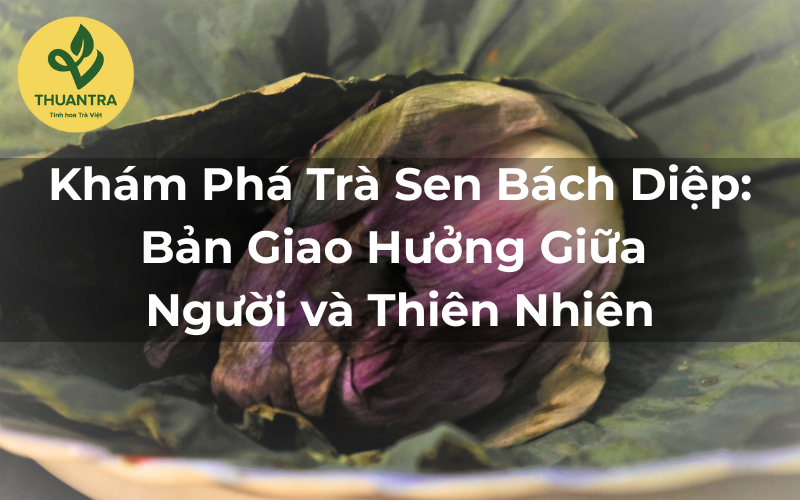 Khám Phá Trà Sen Bách Diệp: Bản Giao Hưởng Giữa Người và Thiên Nhiên