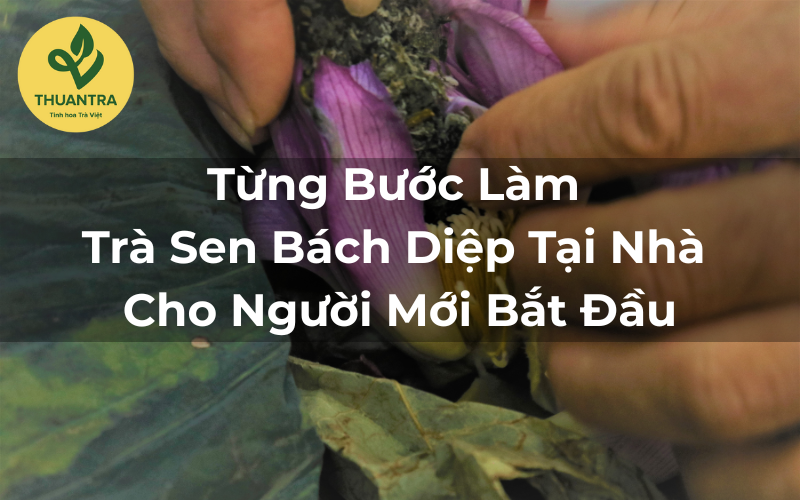 Từng Bước Làm Trà Sen Bách Diệp Tại Nhà Cho Người Mới Bắt Đầu