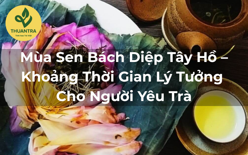 Mùa Sen Bách Diệp Tây Hồ – Khoảng Thời Gian Lý Tưởng Cho Người Yêu Trà