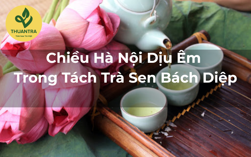 Chiều Hà Nội Dịu Êm Trong Tách Trà Sen Bách Diệp