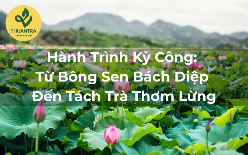 Hành Trình Kỳ Công: Từ Bông Sen Bách Diệp Đến Tách Trà Thơm Lừng