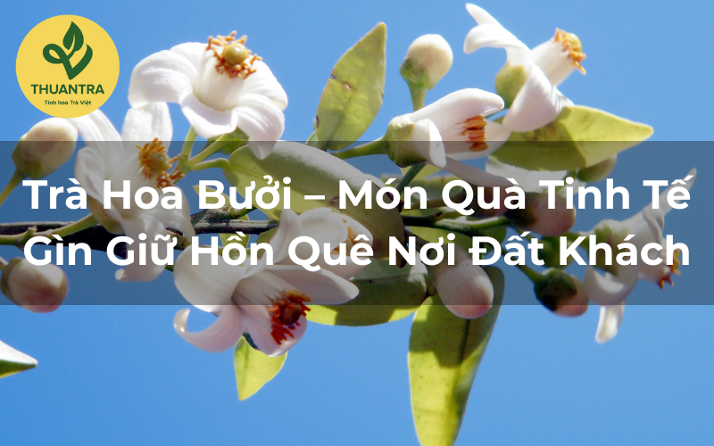 Trà Hoa Bưởi – Món Quà Tinh Tế Gìn Giữ Hồn Quê Nơi Đất Khách