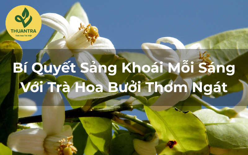 Bí Quyết Sảng Khoái Mỗi Sáng Với Trà Hoa Bưởi Thơm Ngát
