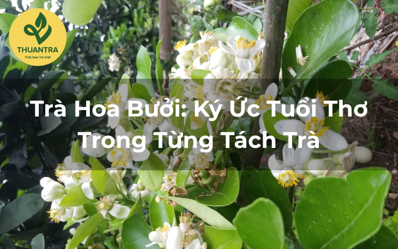 Trà Hoa Bưởi: Ký Ức Tuổi Thơ Trong Từng Tách Trà
