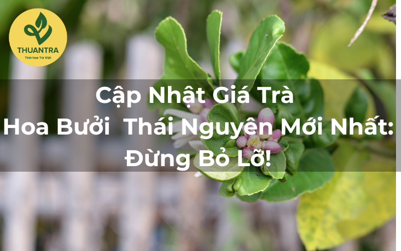 Cập Nhật Giá Trà Hoa Bưởi Thái Nguyên Mới Nhất: Đừng Bỏ Lỡ!