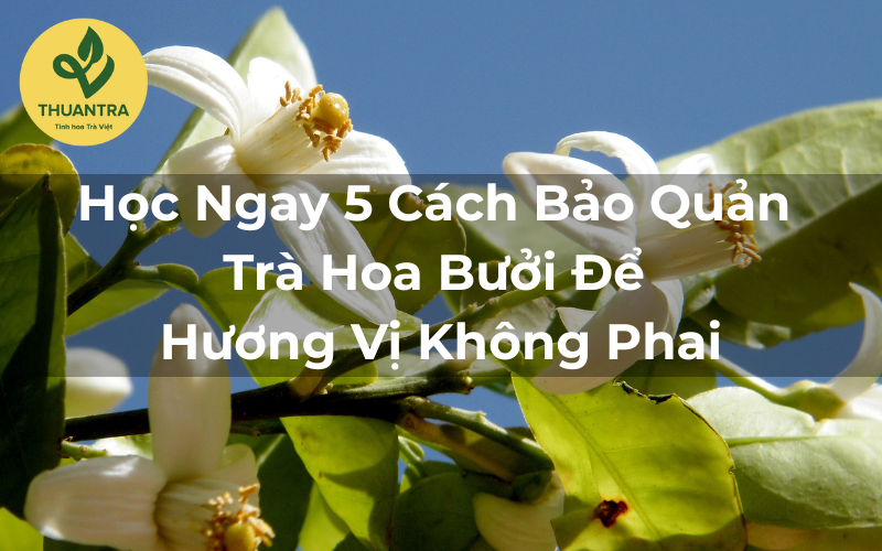 Học Ngay 5 Cách Bảo Quản Trà Hoa Bưởi Để Hương Vị Không Phai