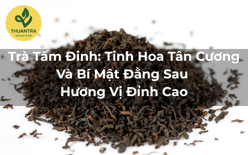 Trà Tấm Đinh: Tinh Hoa Tân Cương Và Bí Mật Đằng Sau Hương Vị Đỉnh Cao