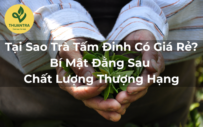 Tại Sao Trà Tấm Đinh Có Giá Rẻ? Bí Mật Đằng Sau Chất Lượng Thượng Hạng