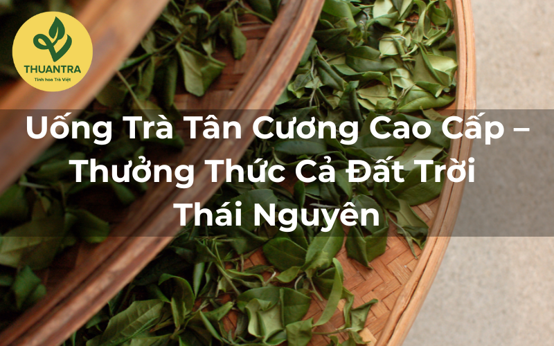 Uống Trà Tân Cương Cao Cấp – Thưởng Thức Cả Đất Trời Thái Nguyên