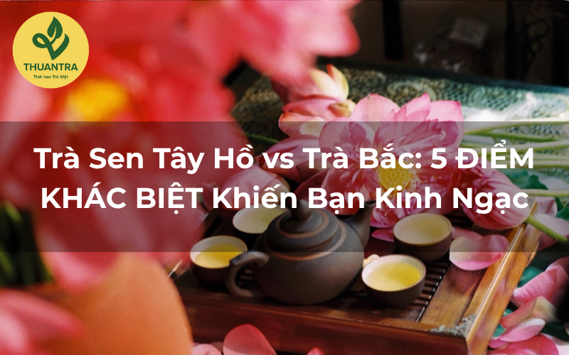 Trà Sen Tây Hồ vs Trà Bắc: 5 ĐIỂM KHÁC BIỆT Khiến Bạn Kinh Ngạc