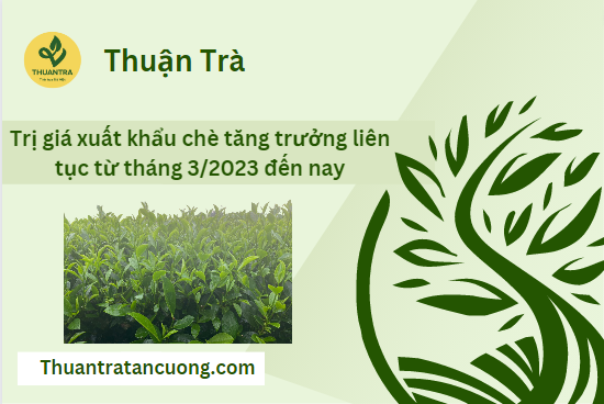 Trị giá xuất khẩu chè tăng trưởng liên tục từ tháng 3/2023 đến nay