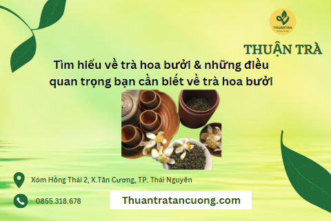 Tìm hiểu về trà hoa bưởi & những điều quan trọng bạn cần biết về trà hoa bưởi