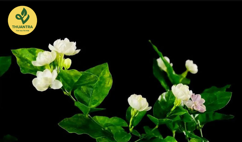 Tại Sao Trà Hoa Nhài Là Lựa Chọn Hoàn Hảo Cho Sức Khỏe?