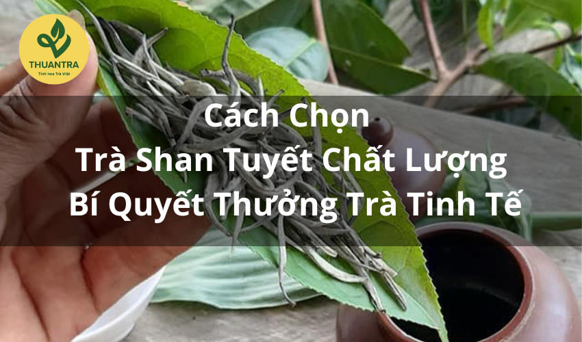 Cách Chọn Trà Shan Tuyết Chất Lượng – Bí Quyết Thưởng Trà Tinh Tế