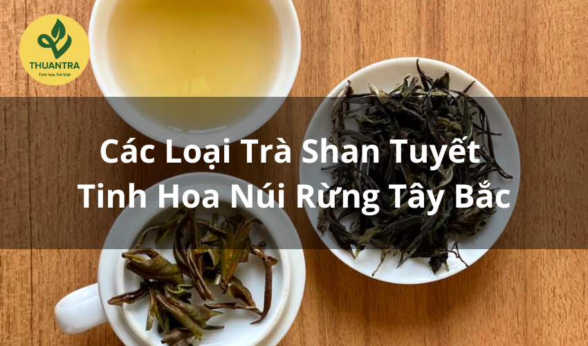 Các Loại Trà Shan Tuyết – Tinh Hoa Núi Rừng Tây Bắc