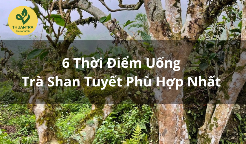 6 Thời Điểm Uống Trà Shan Tuyết Phù Hợp Nhất
