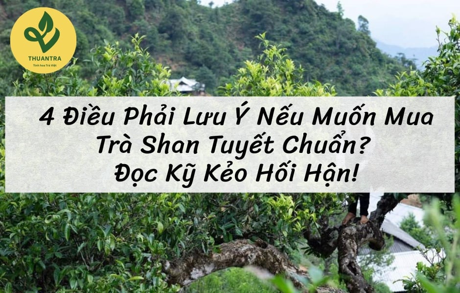 4 Điều Phải Lưu Ý Nếu Muốn Mua Trà Shan Tuyết Chuẩn? Đọc Kỹ Kẻo Hối Hận!