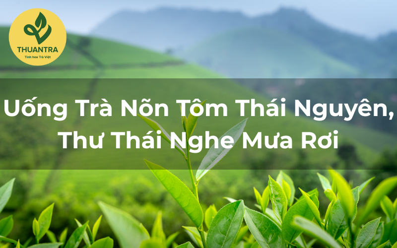 Uống Trà Nõn Tôm Thái Nguyên, Thư Thái Nghe Mưa Rơi