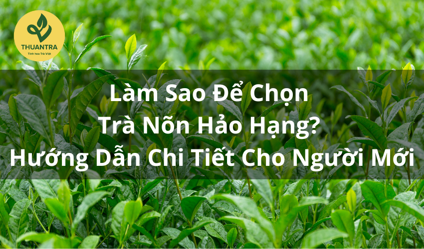 Làm Sao Để Chọn Trà Nõn Hảo Hạng? Hướng Dẫn Chi Tiết Cho Người Mới