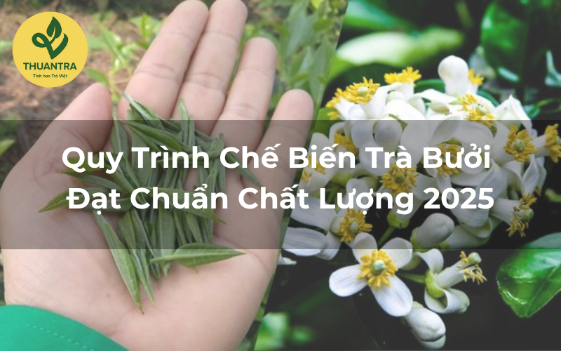 Quy Trình Chế Biến Trà Bưởi Đạt Chuẩn Chất Lượng 2025