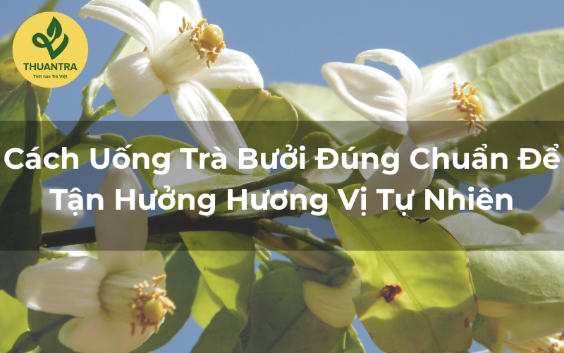 Cách Uống Trà Bưởi Đúng Chuẩn Để Tận Hưởng Hương Vị Tự Nhiên
