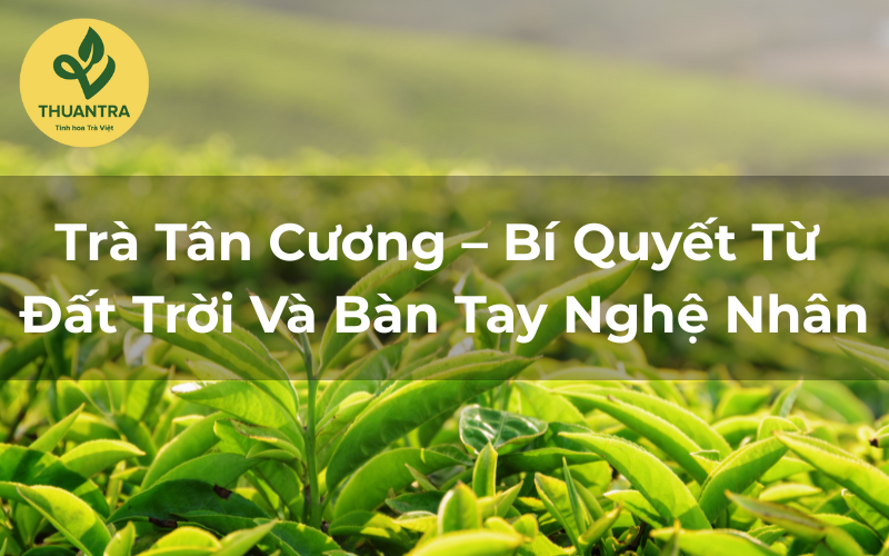 Trà Tân Cương – Bí Quyết Từ Đất Trời Và Bàn Tay Nghệ Nhân